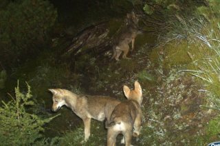 La première meute de loups dans les Grisons s'est formée en 2014 dans la région du Calanda (archives).